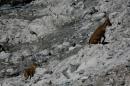 nature alpine 016 * 4368 x 2912 * (6.22MB)